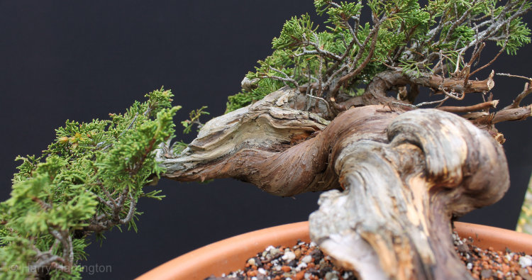 juniper bonsai deadwood